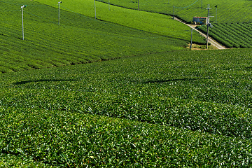 Image showing Green tea field