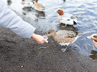 Image showing Feeding duck