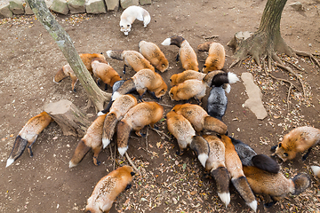 Image showing Group of fox eating together