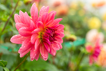 Image showing Chrysanthemums field