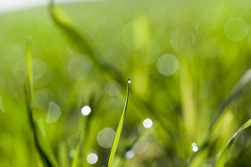 Image showing plant with drop dew.