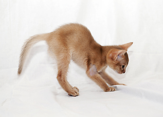 Image showing Abyssinian kitten