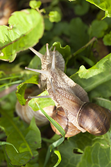 Image showing Little snails on the grass