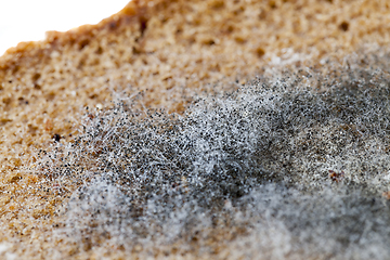 Image showing mouldy rye bread