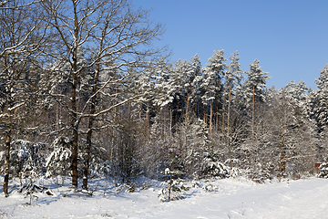 Image showing Winter time