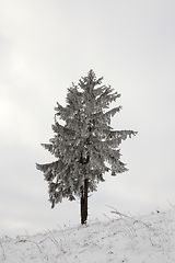 Image showing Winter tree