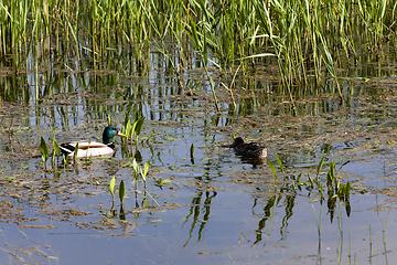 Image showing pair of ducks