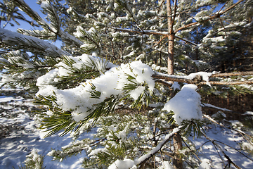 Image showing Pine forest under the snow