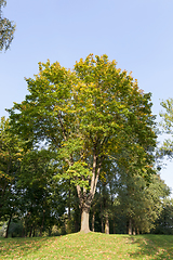 Image showing Colorful maple leaves