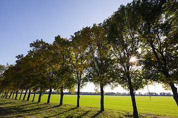 Image showing autumn roadside trees