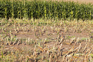 Image showing Corn harvest