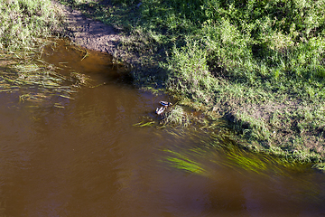 Image showing ducks in the lake