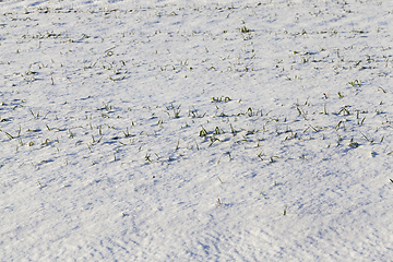 Image showing Snow drifts in winter