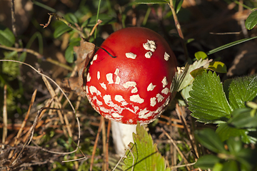 Image showing fly amanita mushrooms