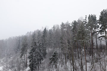 Image showing forest in winter