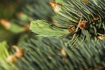 Image showing pine branch