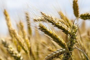 Image showing Wheat spike