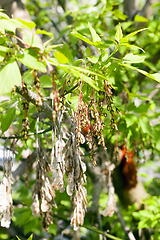 Image showing ash tree flowers