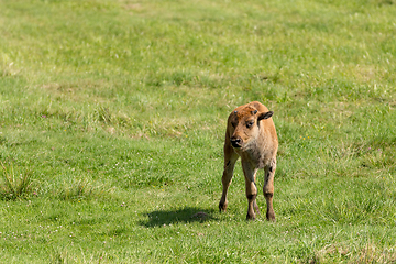 Image showing American bison (Bison bison) simply buffalo