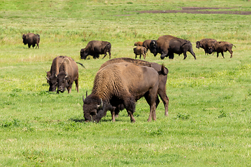 Image showing American bison (Bison bison) simply buffalo