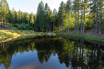 Image showing pond in the summer forest