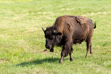 Image showing American bison (Bison bison) simply buffalo