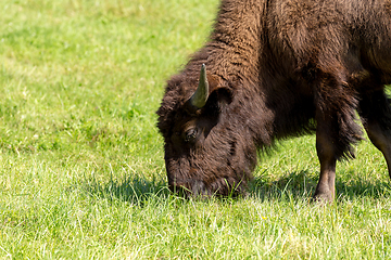 Image showing American bison (Bison bison) simply buffalo