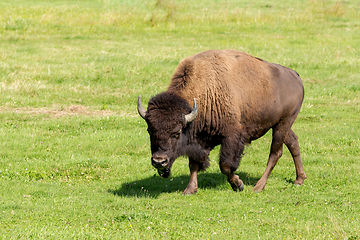 Image showing American bison (Bison bison) simply buffalo