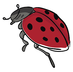 Image showing An Asian ladybug with a black body looks cute vector or color il