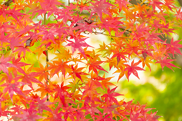 Image showing Red maple in Japan