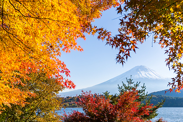 Image showing Fujisan and maple tree