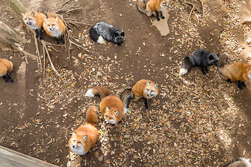 Image showing Fox looking for snack