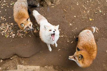 Image showing Fox fighting