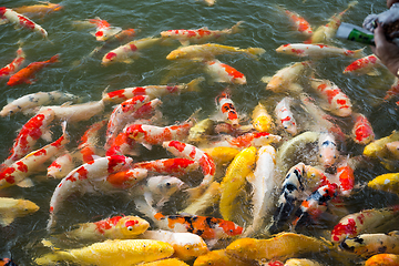 Image showing Koi fish in water pond