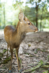 Image showing Adorable deer in the park 