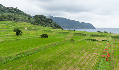 Image showing Fresh Paddy Rice field