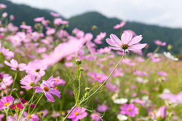 Image showing Cosmos flowers in the garden