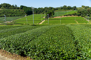 Image showing Green Tea field