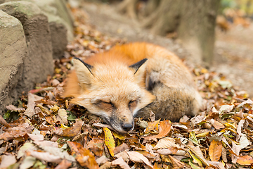 Image showing Red fox sleeping on dry leaves