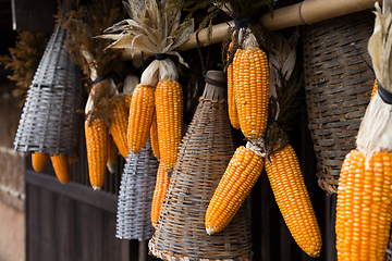 Image showing Dried corn