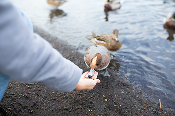 Image showing Woman feeding duck