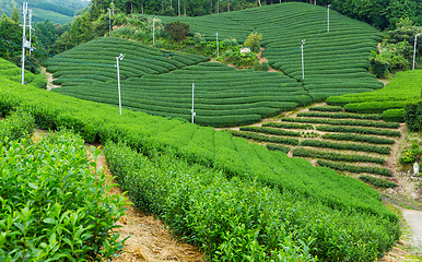 Image showing Tea field