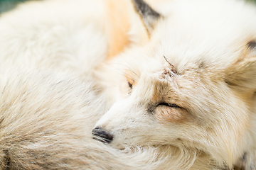 Image showing Fox sleeping close up