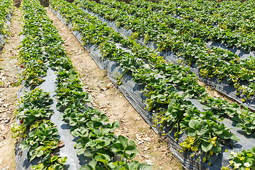 Image showing Strawberry field