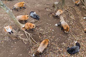 Image showing Many fox eating together