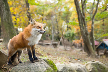 Image showing Vulpes vulpes