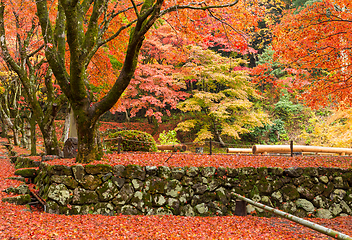 Image showing Japanese temple with maple tree
