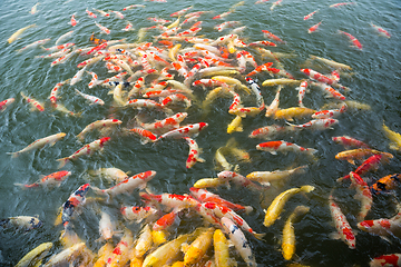 Image showing Koi fish in water