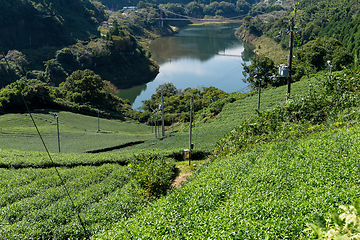 Image showing Tea plantation