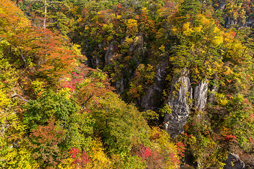 Image showing Autumn foliage on the cliff